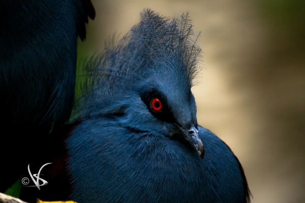 Blue Bird_1
