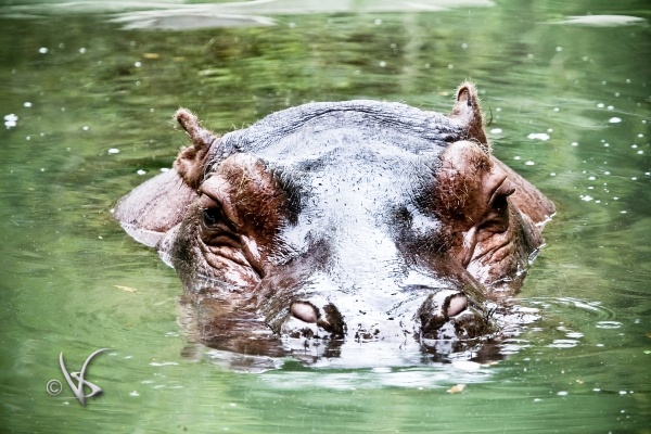 Hippo_1