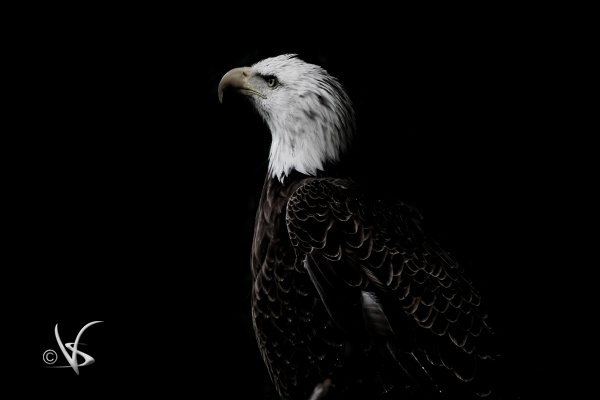 Bald Eagle_1