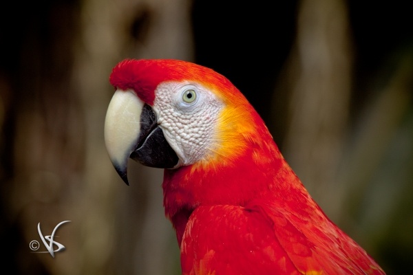 Red Parrot_1