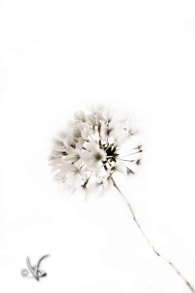 Nature_9