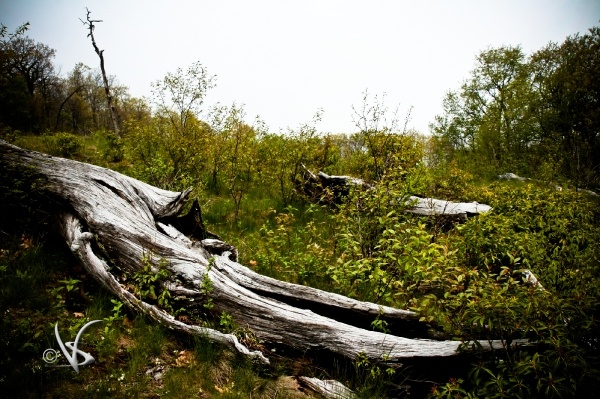Nature_11