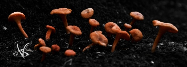 Nature_12